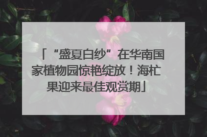 “盛夏白纱”在华南国家植物园惊艳绽放！海杧果迎来最佳观赏期