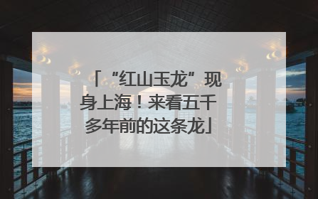 “红山玉龙”现身上海！来看五千多年前的这条龙