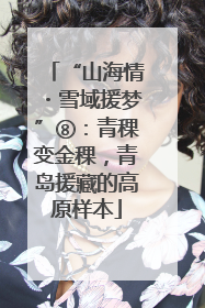 “山海情・雪域援梦”⑧：青稞变金稞，青岛援藏的高原样本