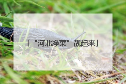 “河北净菜”靓起来