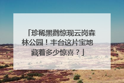 珍稀黑鹳惊现云岗森林公园！丰台这片宝地藏着多少惊喜？