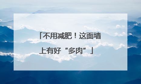 不用减肥！这面墙上有好“多肉”