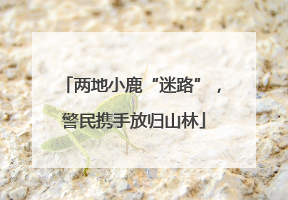 两地小鹿“迷路”，警民携手放归山林