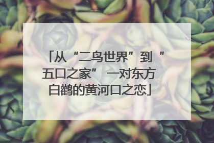 从“二鸟世界”到“五口之家” 一对东方白鹳的黄河口之恋