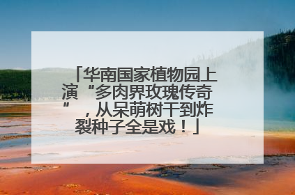 华南国家植物园上演“多肉界玫瑰传奇”，从呆萌树干到炸裂种子全是戏！