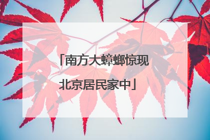 南方大蟑螂惊现北京居民家中