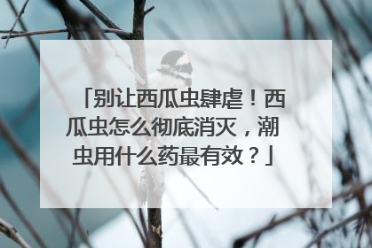 别让西瓜虫肆虐！西瓜虫怎么彻底消灭，潮虫用什么药最有效？