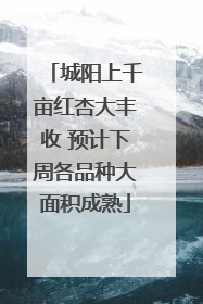 城阳上千亩红杏大丰收 预计下周各品种大面积成熟