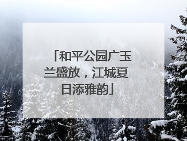 和平公园广玉兰盛放，江城夏日添雅韵