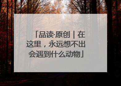 品读·原创｜在这里，永远想不出会遇到什么动物