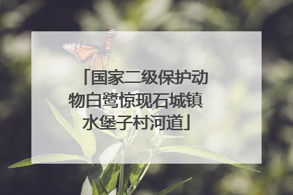 国家二级保护动物白鹭惊现石城镇水堡子村河道