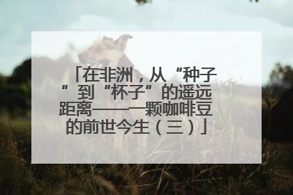 在非洲，从“种子”到“杯子”的遥远距离——一颗咖啡豆的前世今生（三）