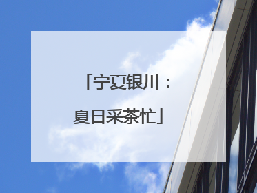 宁夏银川：夏日采茶忙