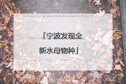 宁波发现全新水母物种