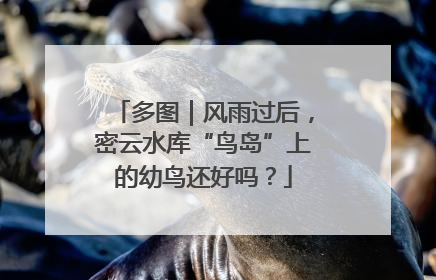 多图｜风雨过后，密云水库“鸟岛”上的幼鸟还好吗？