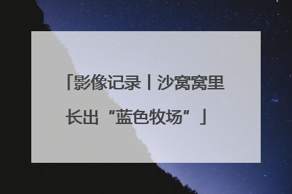 影像记录丨沙窝窝里长出“蓝色牧场”