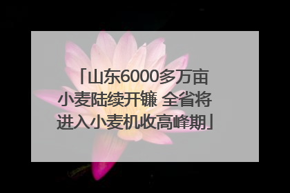山东6000多万亩小麦陆续开镰 全省将进入小麦机收高峰期