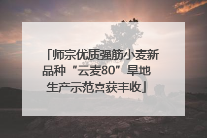 师宗优质强筋小麦新品种“云麦80”旱地生产示范喜获丰收