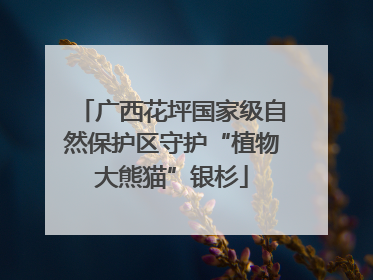 广西花坪国家级自然保护区守护“植物大熊猫”银杉