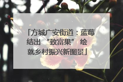 方城广安街道：蓝莓结出 “致富果” 绘就乡村振兴新图景
