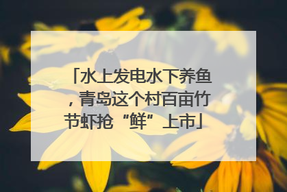 水上发电水下养鱼，青岛这个村百亩竹节虾抢“鲜”上市