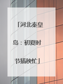河北秦皇岛：初夏时节插秧忙