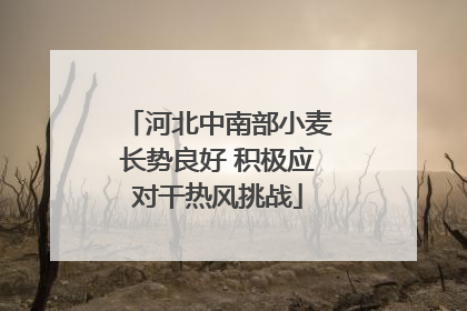 河北中南部小麦长势良好 积极应对干热风挑战