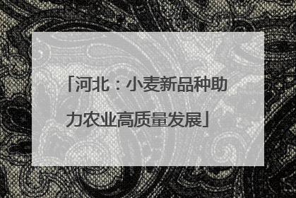 河北：小麦新品种助力农业高质量发展