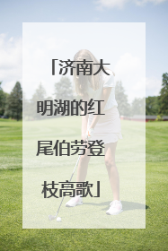 济南大明湖的红尾伯劳登枝高歌