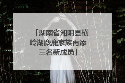 湖南省湘阴县横岭湖麋鹿家族再添三名新成员
