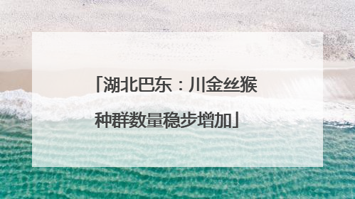 湖北巴东：川金丝猴种群数量稳步增加