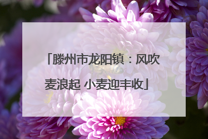 滕州市龙阳镇：风吹麦浪起 小麦迎丰收