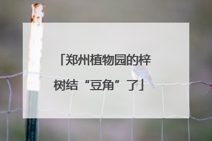 郑州植物园的梓树结“豆角”了