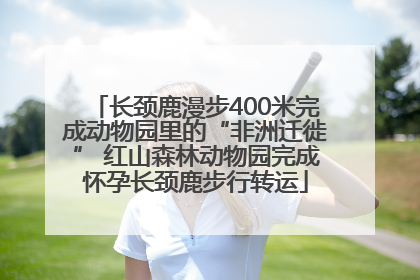长颈鹿漫步400米完成动物园里的“非洲迁徙” 红山森林动物园完成怀孕长颈鹿步行转运