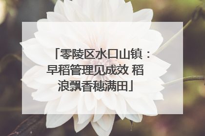 零陵区水口山镇：早稻管理见成效 稻浪飘香穗满田