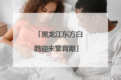 黑龙江东方白鹳迎来繁育期